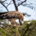 Ol Seki Hemingways Mara game drive eagle feasting Kenya