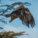 Ol Seki Hemingways Mara game drive eagle in flight