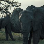 Ol Seki Hemingways Mara game drive elephants Kenya