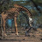 Ol Seki Hemingways Mara game drive giraffe seconds after birth Kenya