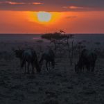 Ol Seki Hemingways Mara game drive wildebeests at sundown Kenya