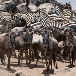 Great plains Mara expedition