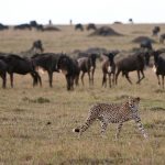 Great plains Mara expedition