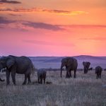 Great plains Mara expedition