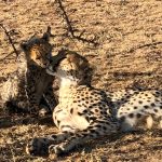 Porini cheetah camp resident