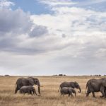 Porini lion camp elephants