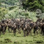 Porini Mara camp wildebeest