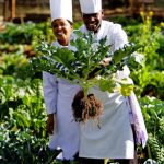 Vegetable garden