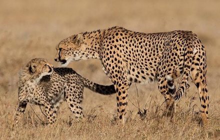 Deadly disease of cheetahs in Kenya