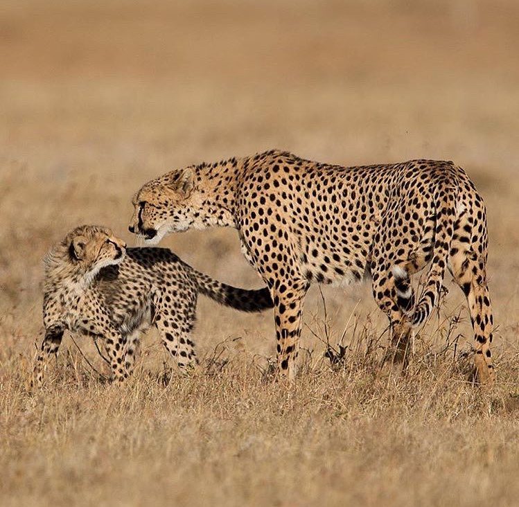 Deadly disease of cheetahs in Kenya