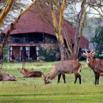 Hectares of grasslands surrounded by trees