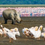 Lake Nakuru