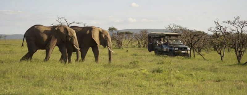 Kenya Wildlife Tour