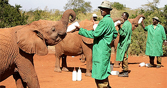 Elephant Sheldrick orphanage