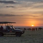 Game drive buffalo