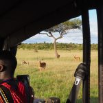 Game drives