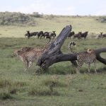 Mara Ngenche Safari Camp