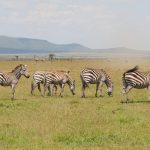 Basecamp Maasai Mara