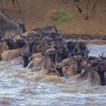 Maasai Mara