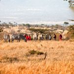 Walking Safari in Mara Naboisho Conservancy