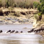 Wildebeest Crossing River