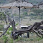 Wilderness Camp Garden