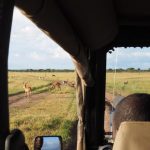 Game drive Maasai Mara
