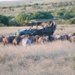 Ilkeliani game drive