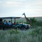 Ilkeliani game drive giraffe