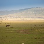 Maasai Mara Lemek safari