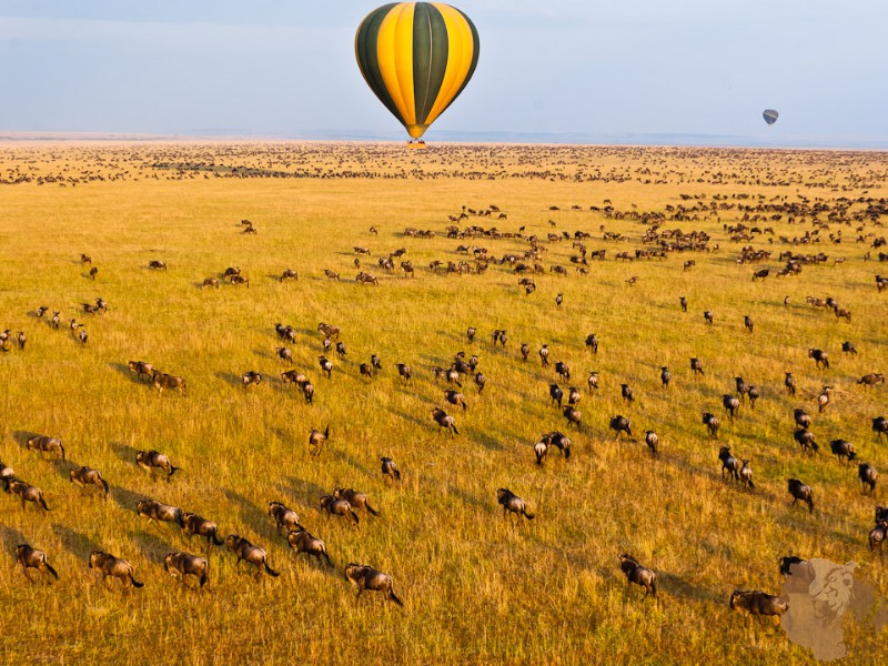 5 things to expect during a balloon safari
