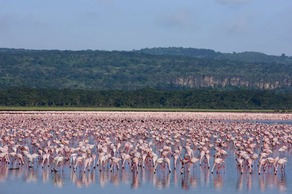 2 colors associated with flamingos