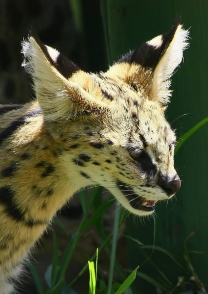 6 wild carnivores of Kenya