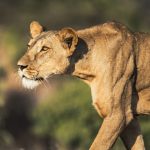 Ashnil Samburu Camp