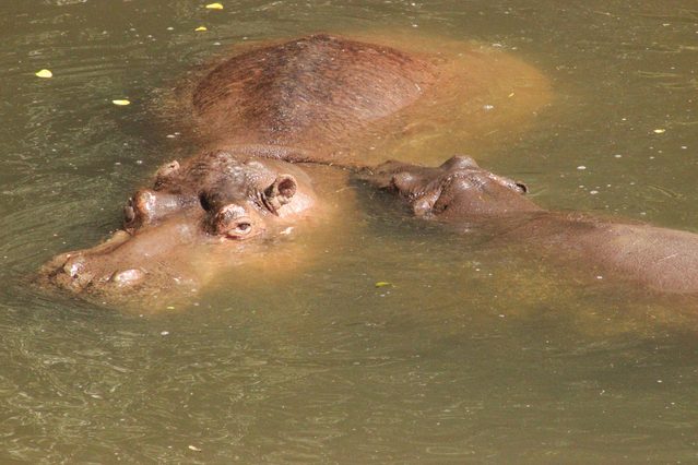 4 less-known facts about hippopotamus