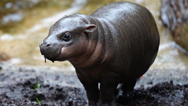 4 less-known facts about hippopotamus