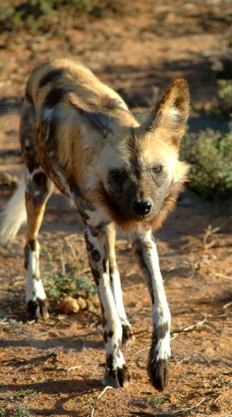 6 wild carnivores of Kenya