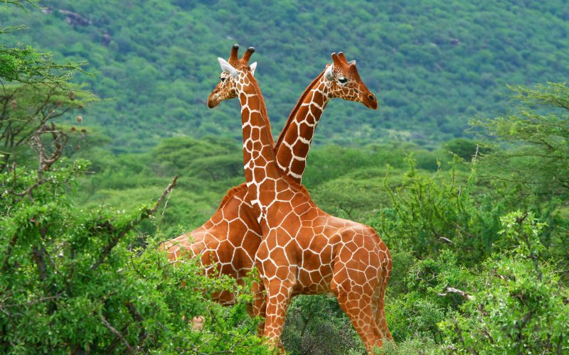 9 Different Species Of Giraffes