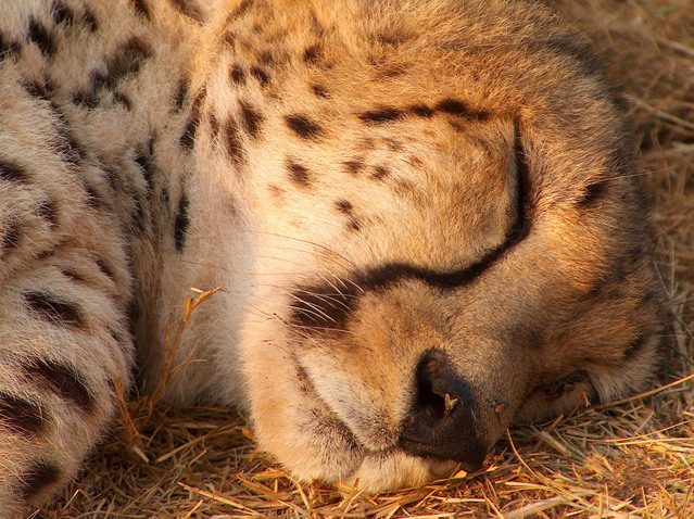 9 fun facts about cheetahs