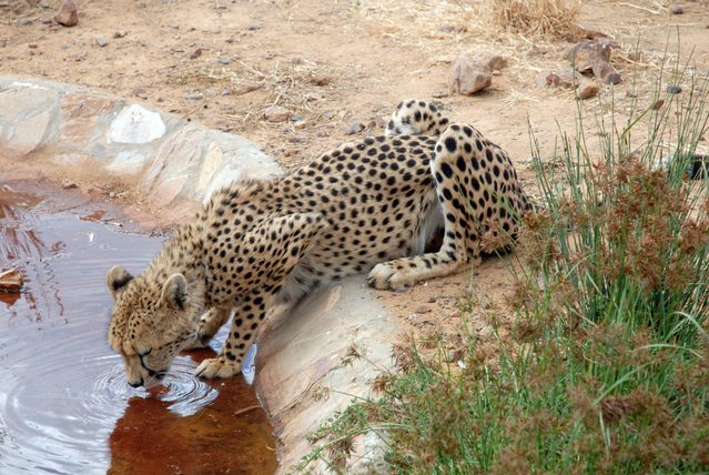2 successful cheetah conservation 