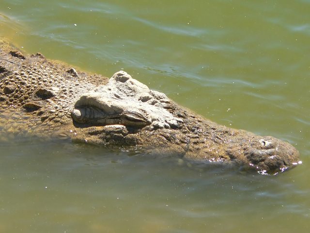 5 fun facts about crocodiles