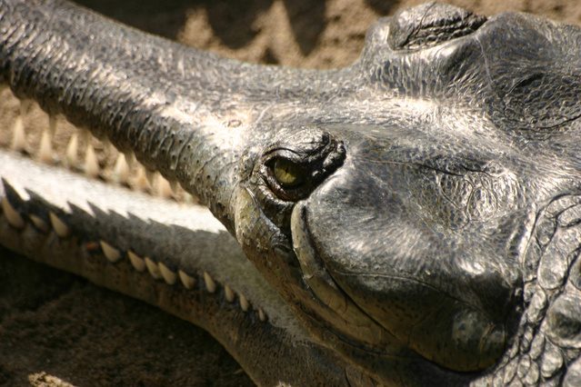 5 fun facts about crocodiles
