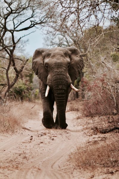 5 mysterious phenomena about elephants