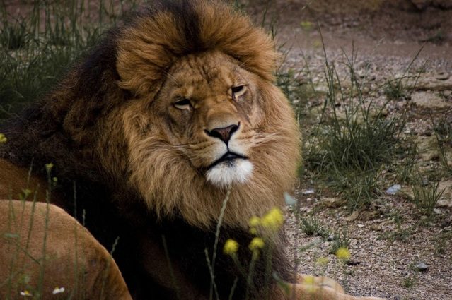 5 reasons why a lion has a mane