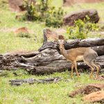 Great plains conservation Mara Nyika dikdik