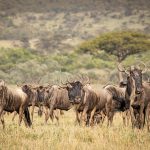 Great plains conservation Mara Nyika gnu