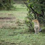 Great plains conservation Mara Nyika leopard