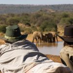 Elephant viewing at Sosian