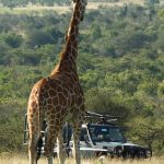 Game drive