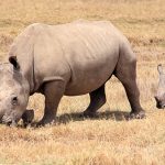 Lake Nukuru Rhino